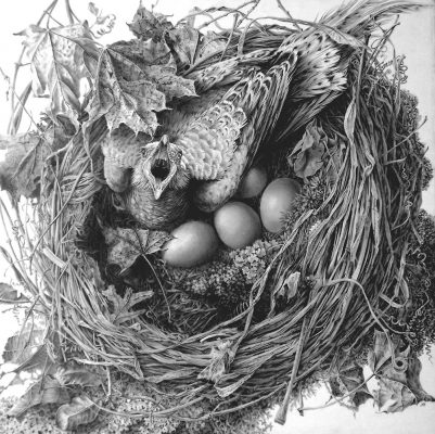 bird and nest

graphite on clayboard
12" x 12"