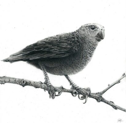 bird, species unknown

graphite on clayboard
5" x 5"