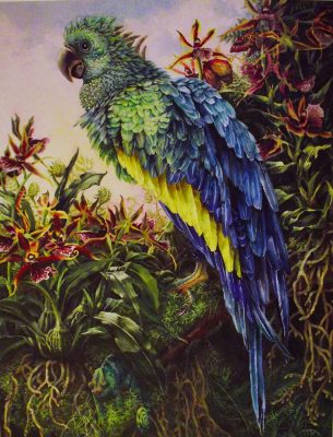 parrot

watercolor
20" x 25"
