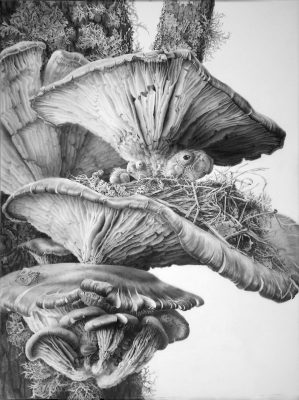 tree fungi

graphite on clayboard
16" x 12"