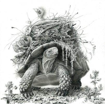turtle and chick

graphite on clayboard
6" x 6"