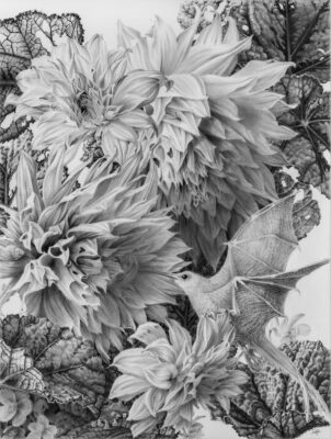 petals
graphite on clayboard
9" x 12"